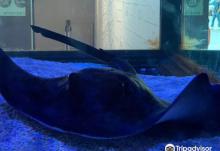King Car Biotechnology Aquaculture Science Center1
