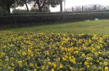 Daan Herbal Recreation Farm1