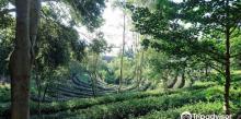 Tea Walkway2