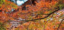福寿山农场7