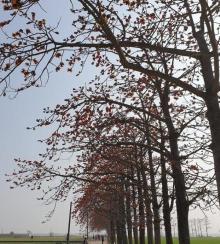 木棉花道4