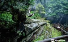 阿里山神木遗迹3