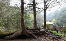 阿里山神木区2