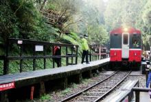 阿里山神木区3