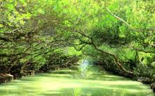 四草野生动物保护区1