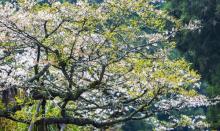 阿里山国家风景区12