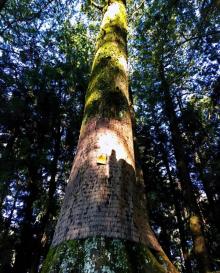 阿里山国家风景区27