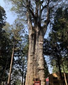 阿里山国家风景区28