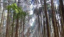 阿里山国家风景区15