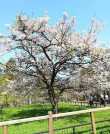 阿里山国家风景区25