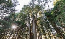 阿里山国家风景区8