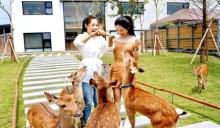 Yilan Zhangmei Grandma Farm1