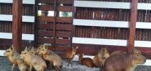 Yilan Zhangmei Grandma Farm3