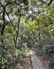 忠义山 亲山步道8