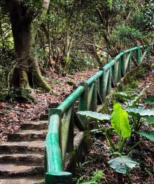忠义山 亲山步道4