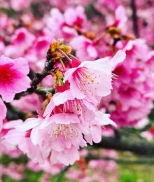 平菁街42巷7