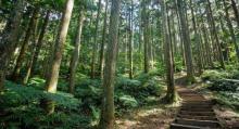东眼山国家森林游乐区4