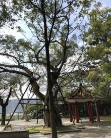 中正公园8