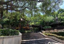 奥尔森林学堂2