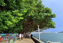 淡水榕树道3