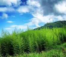 青山瀑布连接尖山湖纪念碑步道10