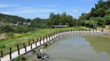 猫空樟树步道4