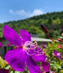 竹子湖海芋园2