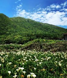 竹子湖海芋园1