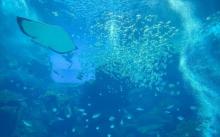 Xpark 水族馆3