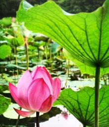 台北植物园7