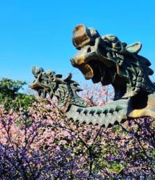 淡水无极天元宫22