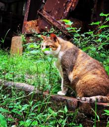 Houtong Cat Village24