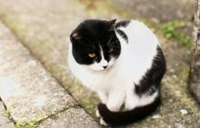 Houtong Cat Village6