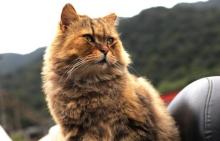 Houtong Cat Village5