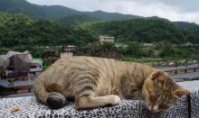 Houtong Cat Village7