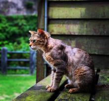 Houtong Cat Village29