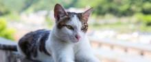 Houtong Cat Village10