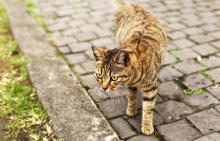 Houtong Cat Village3