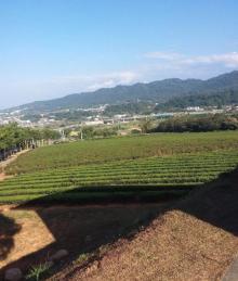 铜锣茶厂2