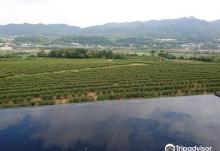 铜锣茶厂3