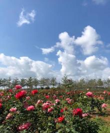 儋州玫瑰园战锤综合体验营地14