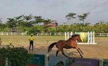 中体骑士马术学府10