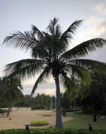 海棠湾29