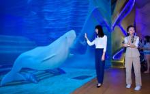 三亚亚特兰蒂斯失落的空间水族馆9