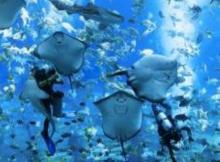 三亚亚特兰蒂斯失落的空间水族馆15