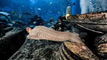 三亚亚特兰蒂斯失落的空间水族馆8