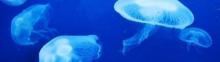 三亚亚特兰蒂斯失落的空间水族馆11