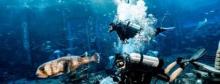 三亚亚特兰蒂斯失落的空间水族馆12