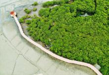 特呈岛红树林湿地公园1