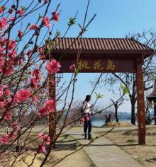 桃花岛2